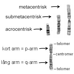 kromosomavvikelser_fig2